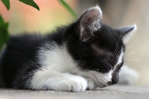 Chaton aux cheveux noirs dort sous une fleur