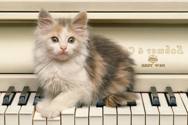 Cute kitten climbed on the piano