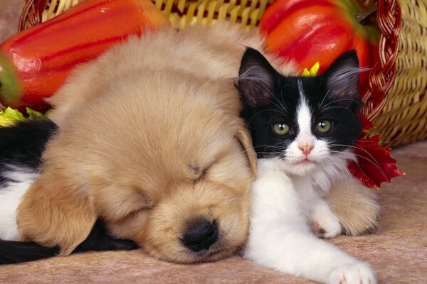 Animaux mignons. Chiot et chaton