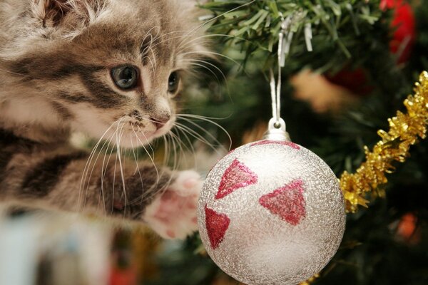 Chaton gris essaie de voler un jouet