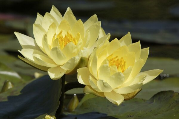 White lotuses on the background of water