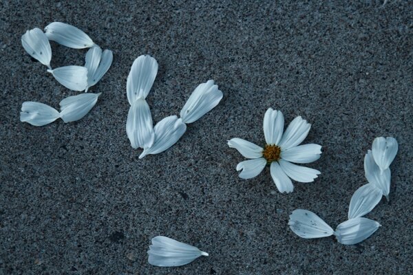 The inscription love lined with summer flowers