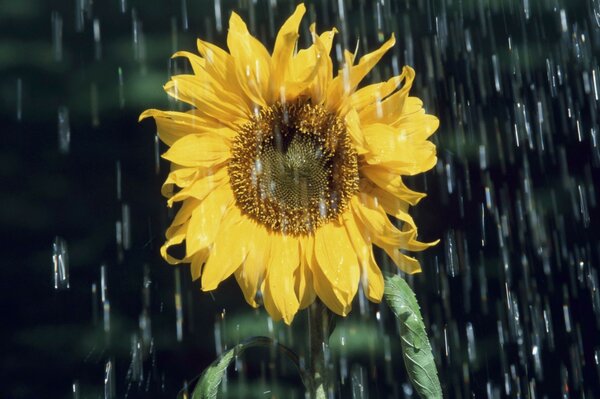 A chuva de Verão molha o girassol