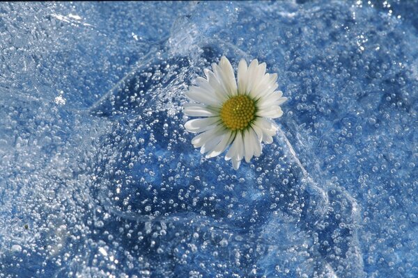 Chamomile and water just look incredible