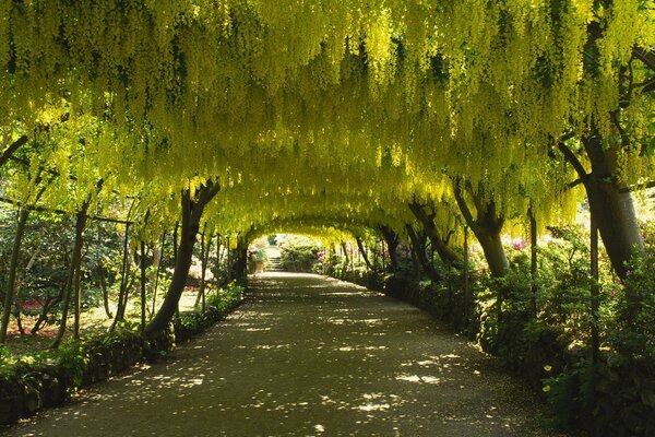 L allée verte enchante sa magie