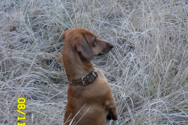 Um pequeno Dachshund espreita por trás da grama