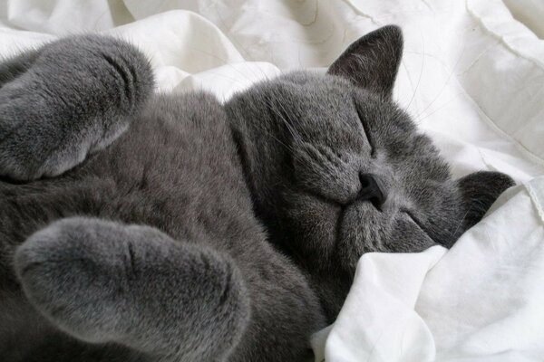 Cute sleeping fluffy cat dormouse