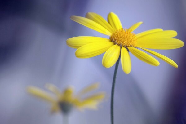 Kontrastreiche Makroaufnahme. Gelbe Blume