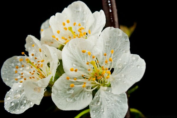 Gelbe Staubblätter an einer weißen Blume