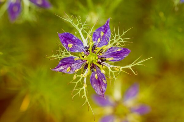 Macro photography of plants in natural flora