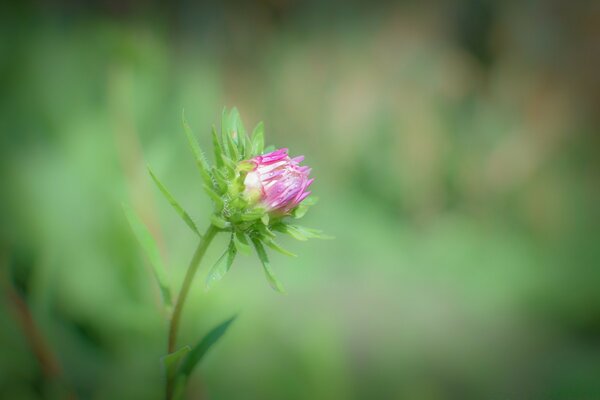 Sommerlandschaft. Makro-Pflanzen