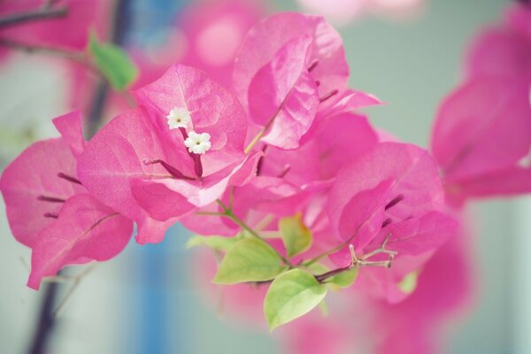 Vet delicate pink flowers