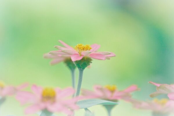 Fleur délicate gros plan