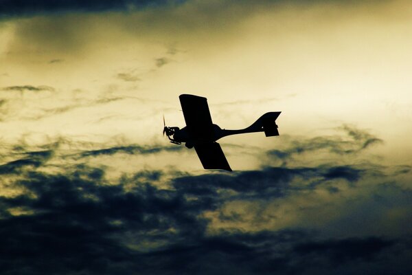 L aereo è l uccello più bello