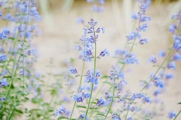 Macro fotografía hermosa lavanda azul