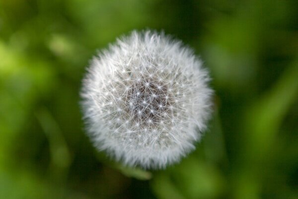 Makro fotoğrafçılığın altındaki karahindiba, flora harekete geçti