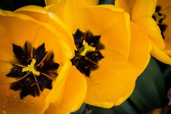 Pomarańczowe tulipany po deszczu