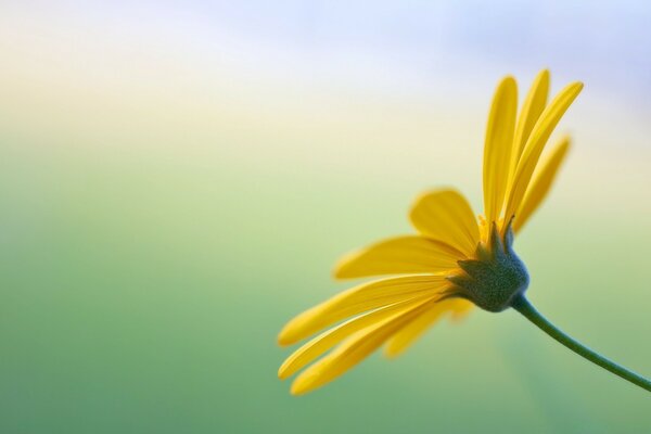 Makrofotografie. Helle Blume im Sommer