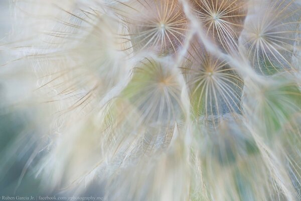 Dandelion closely approximated by a microscope