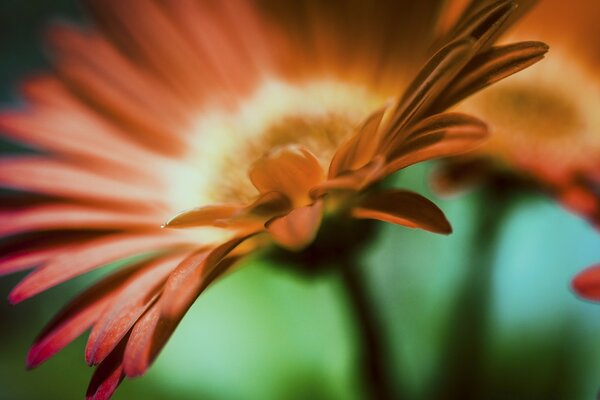 Blurred flower in nature macro