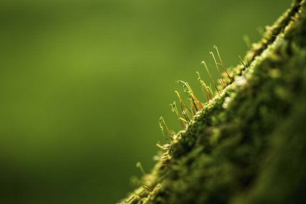 Das Wachstum eines Blattes in der Natur Makro