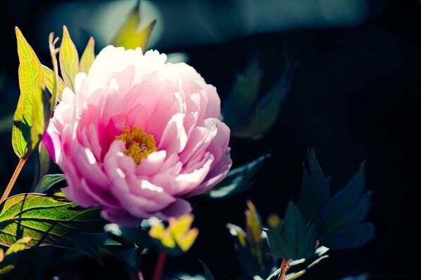 Makro fotoğrafçılığın altındaki doğal güzellikler, flora ve fauna