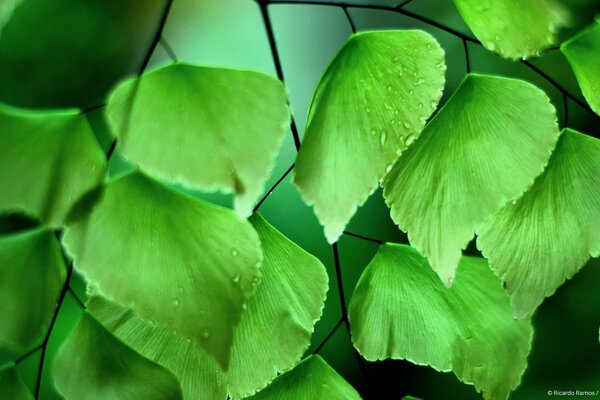 Green leaves with drops of water