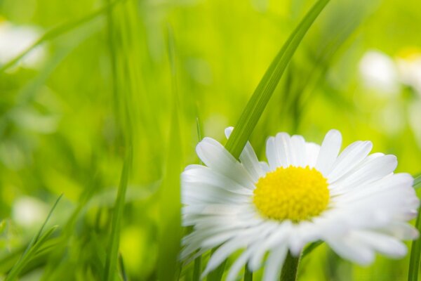 White chamomile and green grass