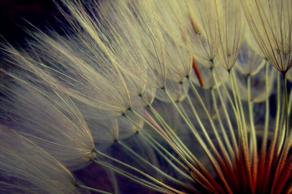 A flower in macro photography on a dark background