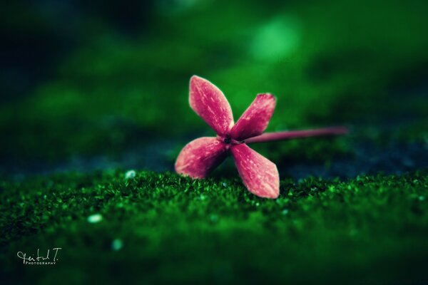 Macro de la nature. Fleur d été