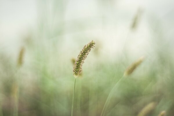 Tige d herbe sur fond flou