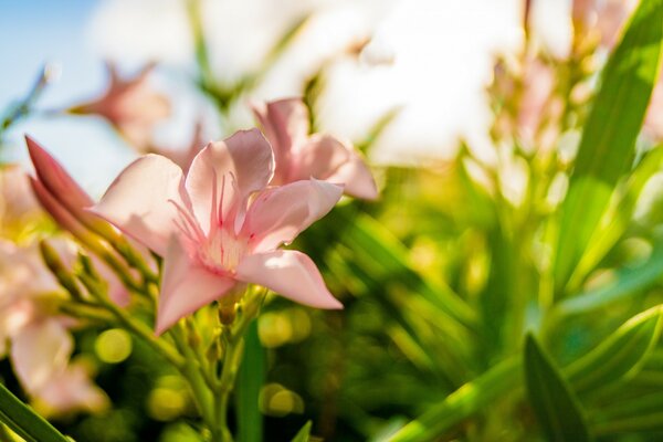 Makroaufnahme der Flora. Rosa Lilien