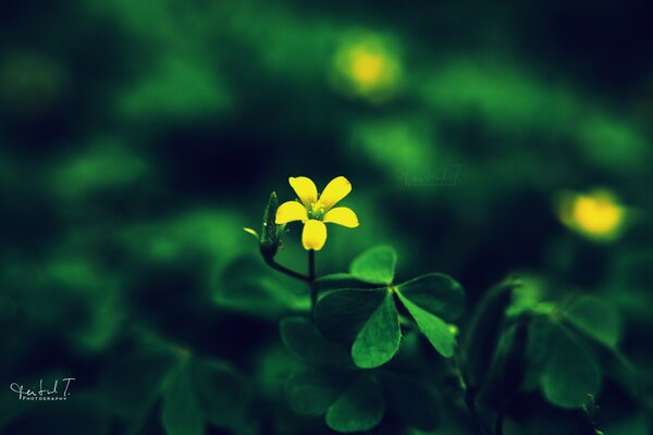 Photographie macro de plantes. Trèfle jaune