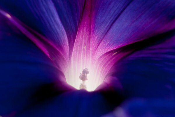 Flor azul con el centro púrpura debajo de la macro