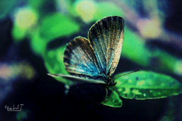 Beautiful butterfly on a green leaf