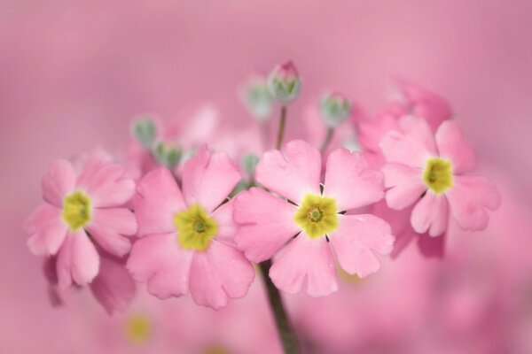 Pink flower with yellow core