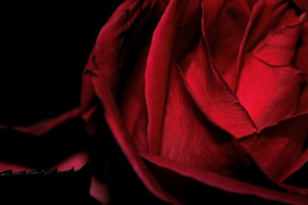 Rose rouge foncé romantique