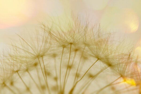 Fluffy dandelion in macro photography