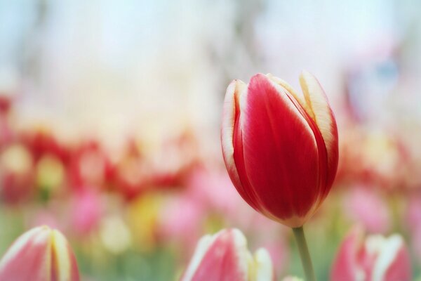 Tulipe rouge dans un environnement naturel