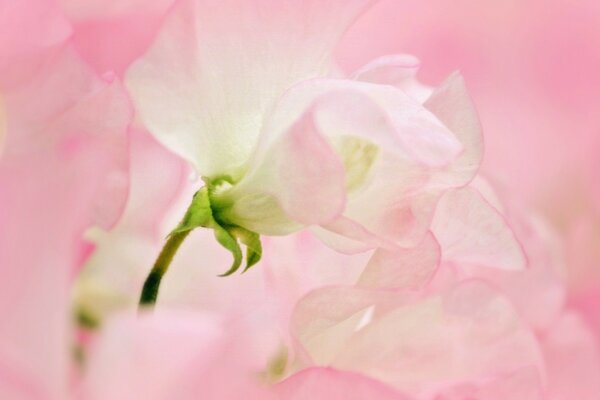 Narin pembe çiçeğin makro fotoğrafçılığı