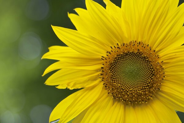 Énorme fleur jaune à proximité