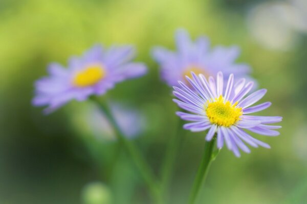 Blaue Blumen im Sommer auf dem Feld