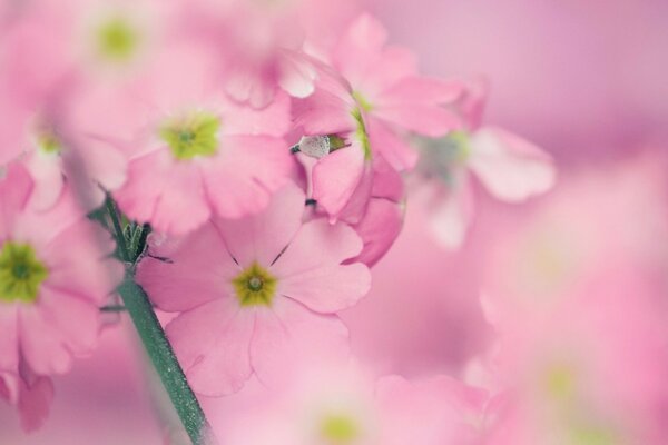 Fleurs artificielles dans la technique de la photographie macro