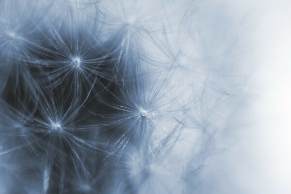 Macro close-up of a downy dandelion