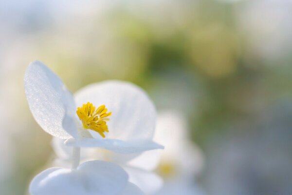 Feuille de fleur sur fond flou