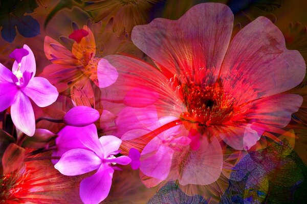 Abstraction and graphics of pink flowers