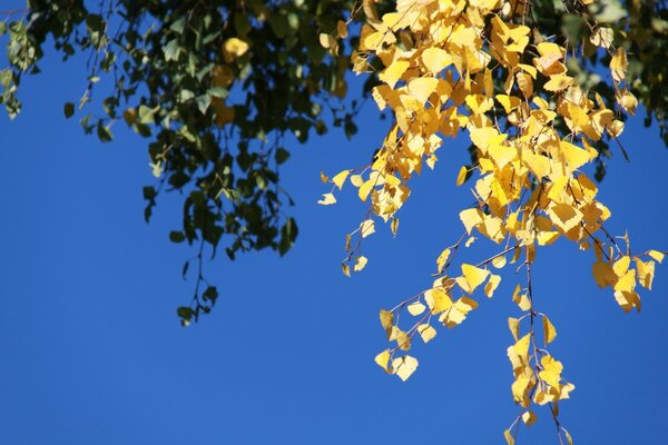 Quel air, et les feuilles sont belles