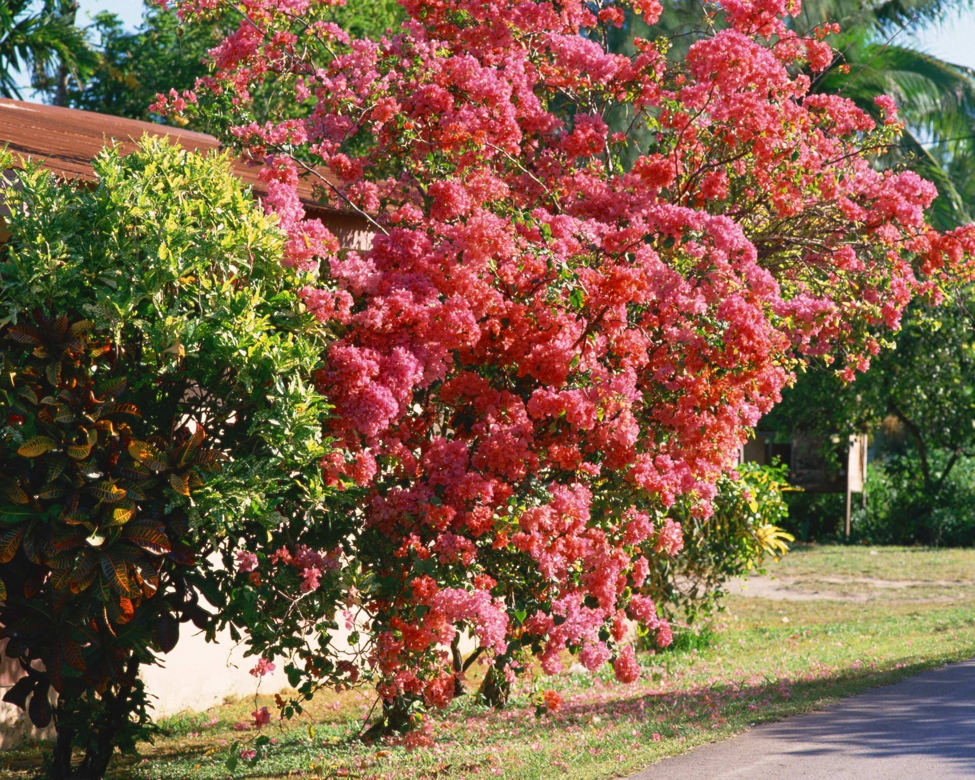 trees garden leaf flower tree flora nature season shrub park fall summer color branch outdoors botanical bright growth fair weather rhododendron