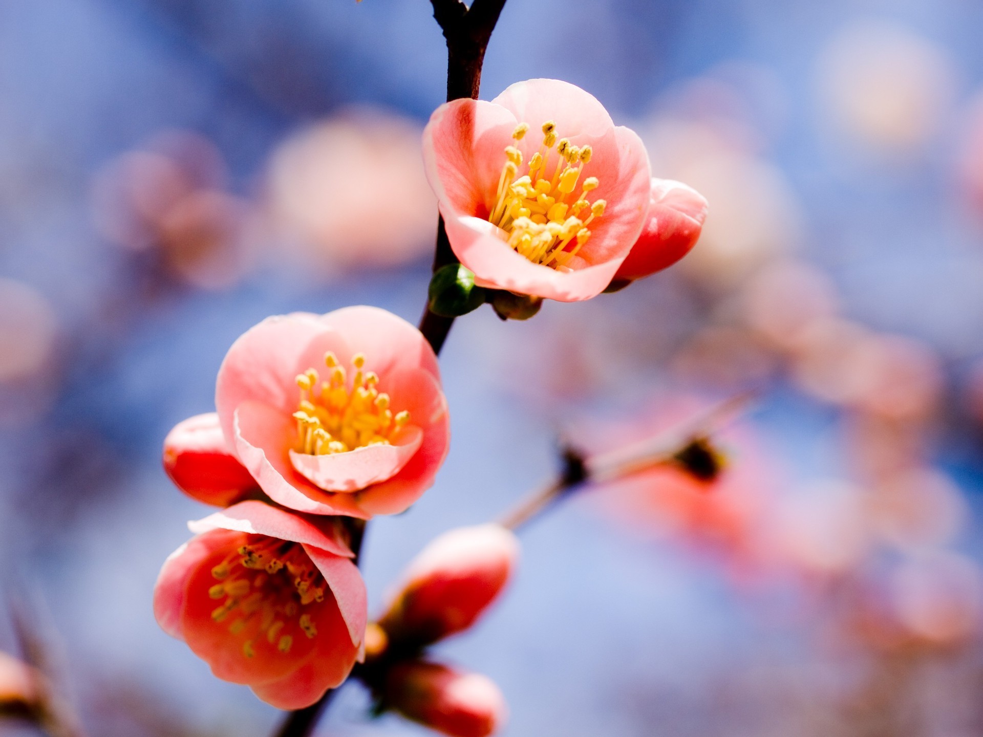 printemps nature dof fleur cerise flou à l extérieur hiver branche primavera feuille pêche pâques arbre croissance copain