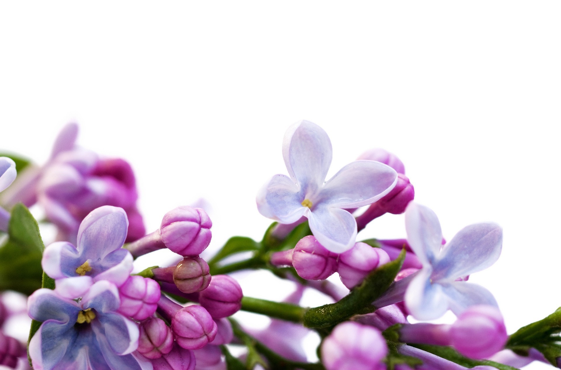 closeup nature flower flora leaf floral petal garden beautiful blooming color branch bud easter delicate bouquet season close-up bright summer